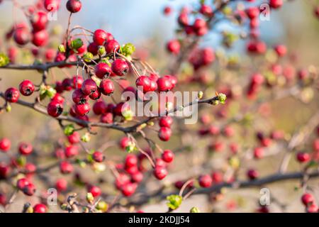 Common hawthorn (Crataegus monogyna) in early spring, Gard, France Stock Photo