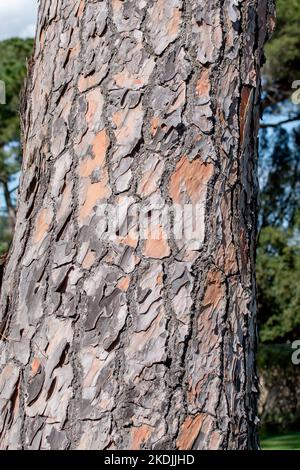 Bark of Stone pine (Pinus pinea), Gard, France Stock Photo