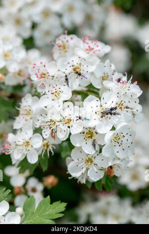 Hawthorn tree / Crataegus sp. flower buds and foliage Stock Photo