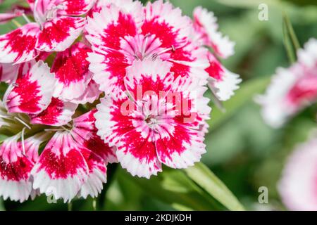 Sweet William (Dianthus barbatus) Stock Photo