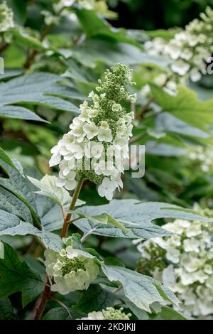 Oak-leaved hydrangea (Hydrangea quercifolia) Stock Photo