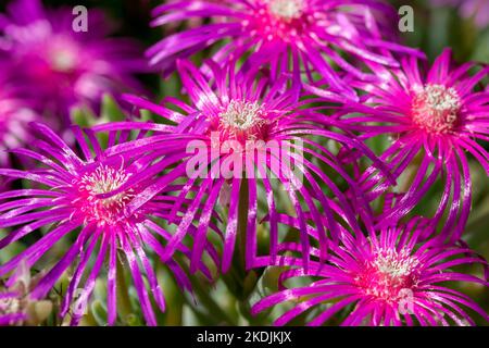 Trailing Iceplant (Delosperma cooperi) Stock Photo