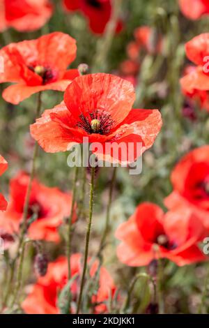 Poppies (Papaver rhoeas), Gard, France Stock Photo