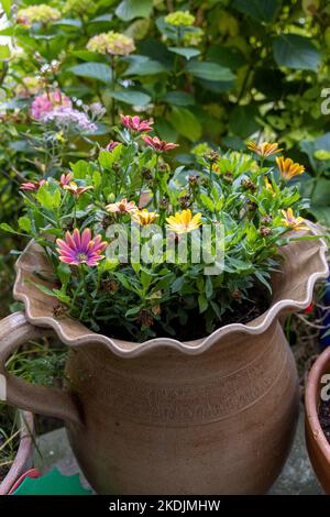 Daisybush (Osteospermum sp) in bloom in a terracotta pot, summer, Pas de Calais, France Stock Photo