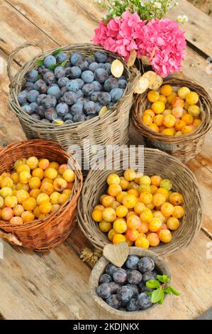Harvesting red plums and mirabelle plums in baskets and flowers Stock Photo
