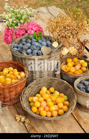 Harvesting red plums and mirabelle plums in baskets and flowers Stock Photo