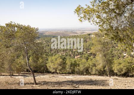Lahav forest, a planted pine trees forest at the edge of the Negev desert, Israel Stock Photo