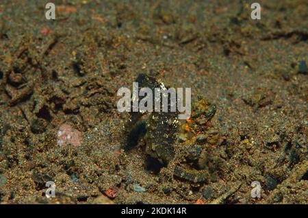 Hippocampus kuda, Gelbes Ästuarenseepferdchen, common seahorse, estuary seahorse, yellow seahorse Stock Photo