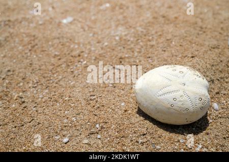 Heart Urchin Echinocardium Cordatum also known as test or sea potatoes, on sand Stock Photo