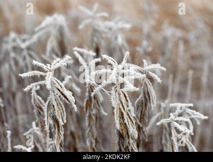 Dry grass covered with hoarfrost in the meadow. Nature winter background. Copy space. Stock Photo