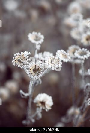 Beautiful frozen dry branches covered with a hoarfrost in the winter garden. Selective focus. Copy space. Stock Photo
