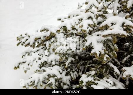 Branches of spruce under the snow in the winter park. Stock Photo
