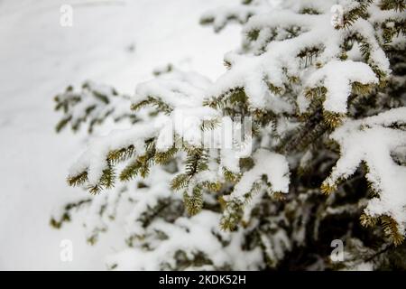 Branches of spruce under the snow in the winter park. Stock Photo