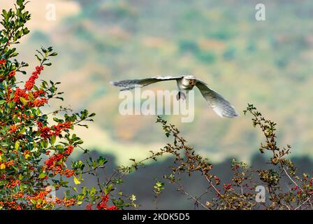 A barn owl hunting at sunset in farmland near Lancaster, Lancashire, UK. Stock Photo