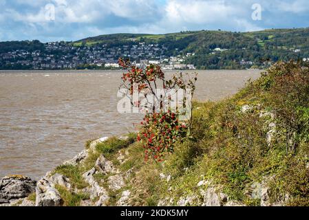 A Whitebeam bush growing on the cliffs at Park Point, Arnside looking towards Grange-over-Sands, Cumbria, UK. Stock Photo