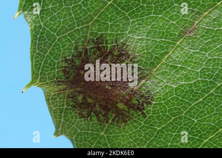 The rose black spot disease caused by the fungus Diplocarpon rosae. The black spots on the leaves are circular with a perforated edge. Close-up image Stock Photo