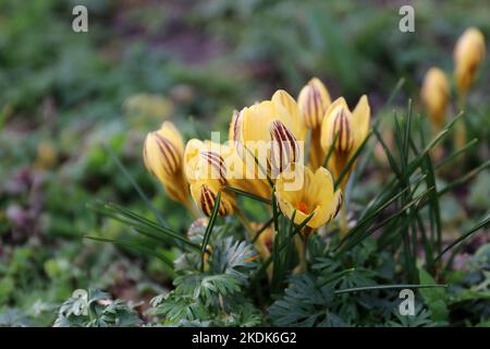 Blooming yellow crocuses. Free space for Text: Hello Spring. 8 march, Happy Mother's Day and others. Crocus Chrisanthus Gipsy Girl. Stock Photo
