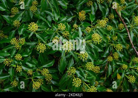 English Ivy, Arnside, Milnthorpe, Cumbria, UK Stock Photo