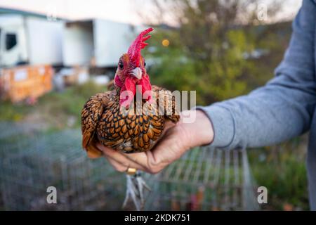 Sebright rooster. British breed of bantam chicken. Stock Photo
