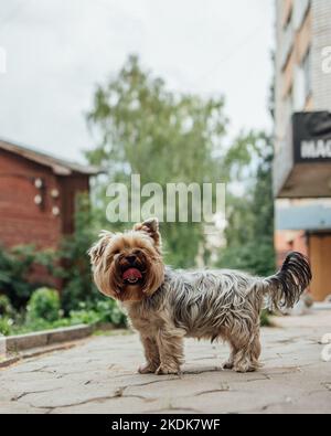 Little cute yorkshire terrier dog on walk outdoors. Shaggy uncombed dog before visiting grooming salon. High quality photo Stock Photo