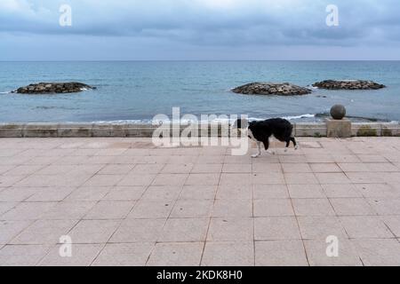 Black and white Border collie running along the promenade next to the beach very happy Stock Photo