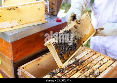 Close up of honeycomb by the beehive, beekeeping concept Stock Photo