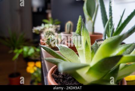 A group of potted cactus plant. Collection of succulents plant in pot on table. cactus lover Stock Photo