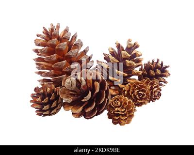 Premium Photo  Dry pine cones isolated white background.