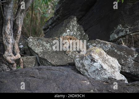 Leopard (Panthera pardus). A young cub, estimated 10 weeks old, explores their rocky home, which offers many hiding places Stock Photo