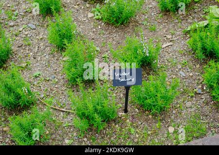 Winter savoury growing in a herb garden - John Gollop Stock Photo