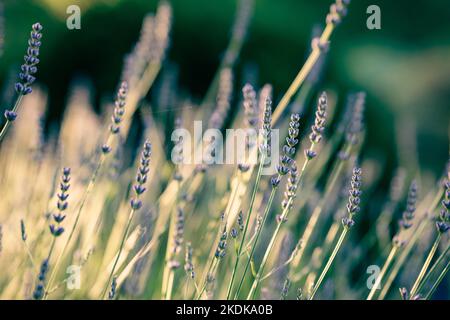 Lavender plant in a garden in evening sunlight. Lavender are popular, aromatic, drought-tolerant garden plants Stock Photo