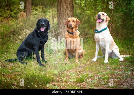 Three labradors, black, yellow, and fox red, posing in the forest Stock Photo