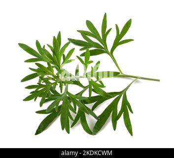 Wormwood branch isolated on white background Stock Photo