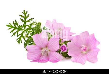 Greater musk mallow flowers isolated  on white background Stock Photo