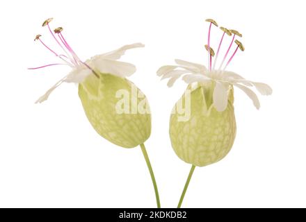 Bladder campion flowers  isolated on white Stock Photo