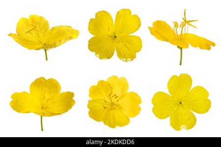 Set of yellow evening primroses isolated on white Stock Photo