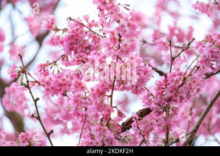 Prunus 'Euridice', ornamental cherry Euridice. Pink blossom, early spring Stock Photo