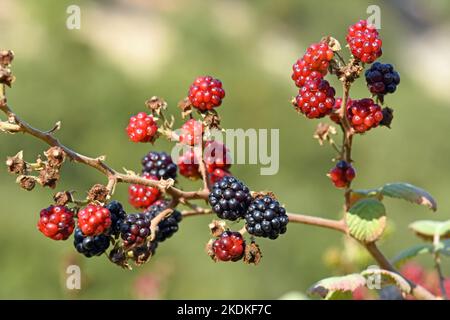 Raspberry, sweet  fruit in the wild, Israel Stock Photo