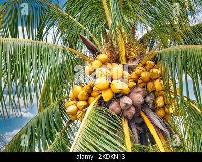 Yellow ripe coconut hanging on a tree Stock Photo