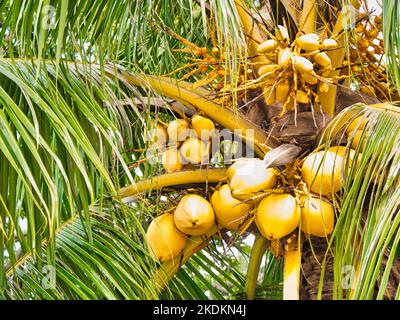 Yellow ripe coconut hanging on a tree Stock Photo