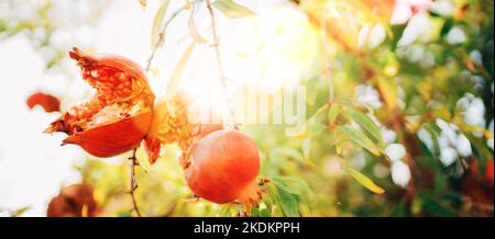 Bright sunny day shot of ripe cracked red Pomegranate hinging on the branch with a sunbeams background. Healthy eating and gardening concept. Stock Photo