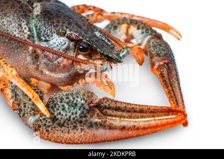 Crayfish or lake crab isolated on white background Stock Photo
