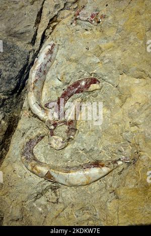 Fossilised rib cage and bones of prehistoric sirenia, or sea cows, ancestors of dugong and manatees in Siren Valley near Castellane Provence France Stock Photo