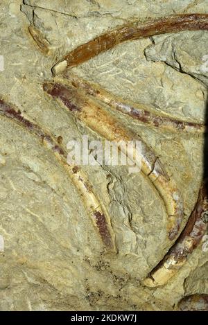 Fossilised rib cage and bones of prehistoric sirenia, or sea cows