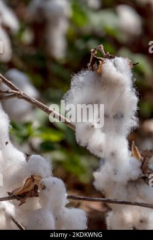 Harvesting. Fields of ripe cotton with open bolls and fluffy white cotton. Israel Stock Photo