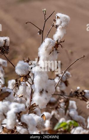 Harvesting. Fields of ripe cotton with open bolls and fluffy white cotton. Israel Stock Photo