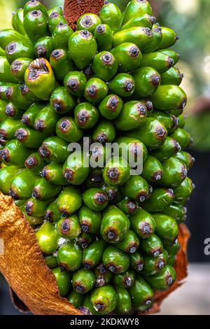 Fruits of Voodoo Lily (Amorphophallus bulbifer) Stock Photo