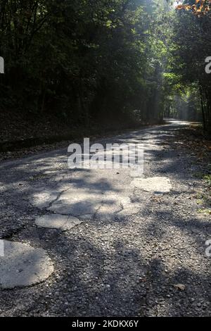 Road  in a forest with a tree canopy above it and sunbeams passing through the trees Stock Photo