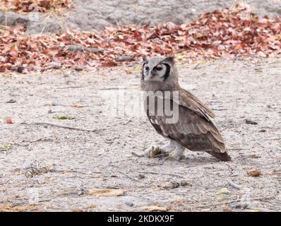 Verreaux's Eagle Owl, or African Eagle Owl, Bubo lacteus on the ground feeding on a tree squirrel in its' claws; Chobe National Park, Botswana Africa Stock Photo