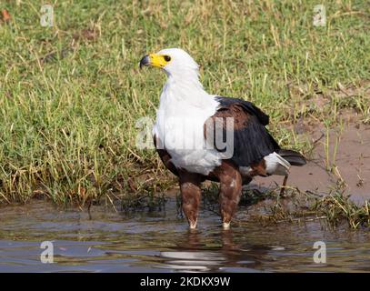 African Fish Eagle drinking, close up; , Haliaeetus vocifer, Chobe National Park, Botswana Africa. African birds. Stock Photo